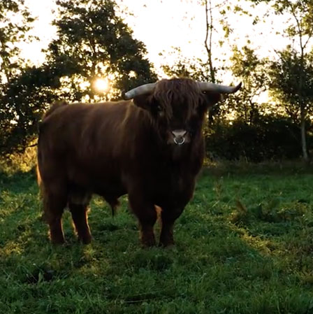 aalbaek-bull